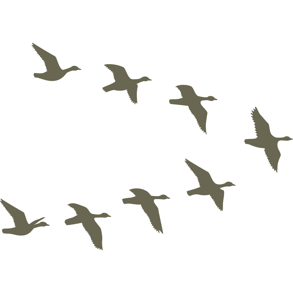 Silhouette of a flock of birds flying in a V-formation, representing migratory birds in motion.