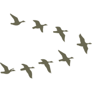 Silhouette of a flock of birds flying in a V-formation, representing migratory birds in motion.