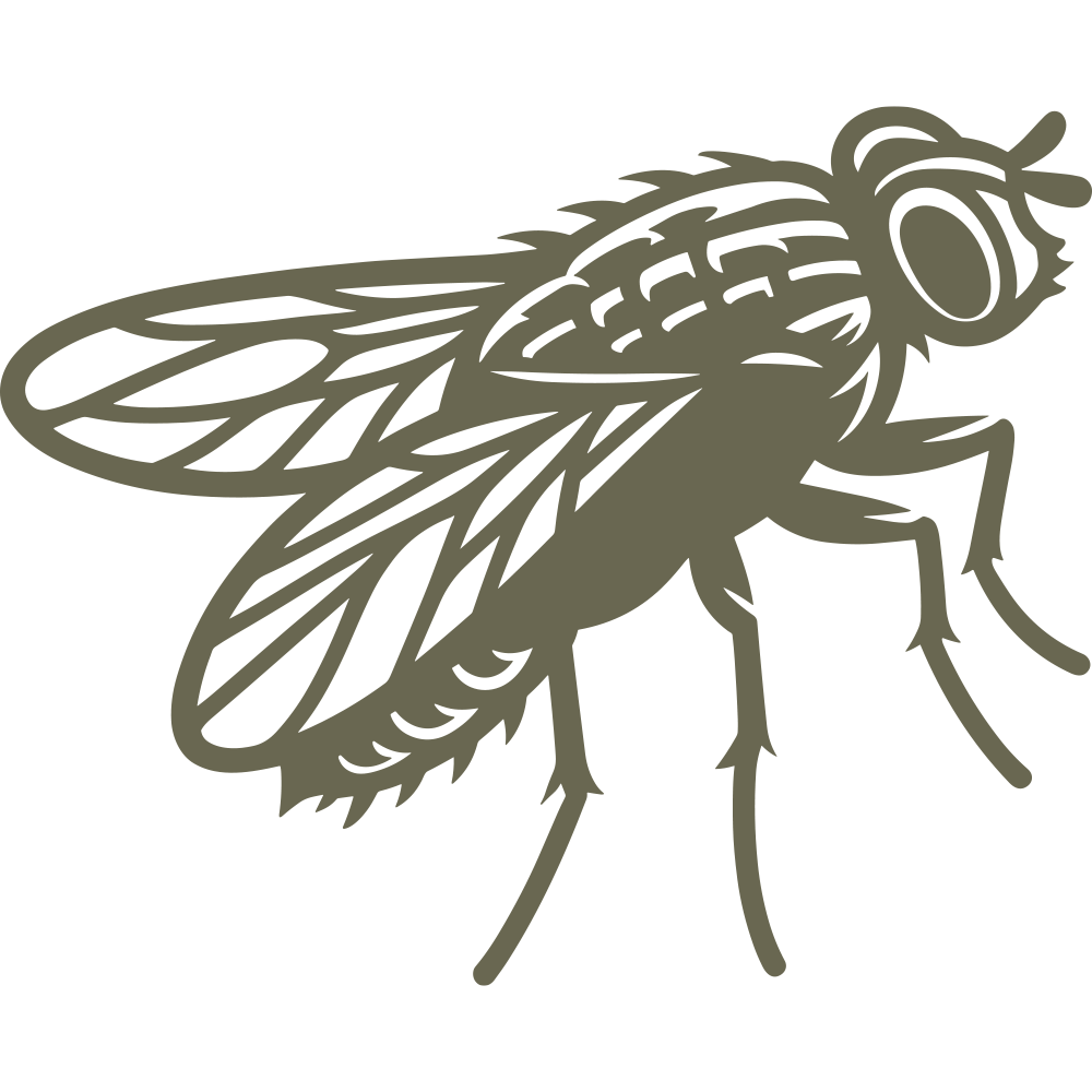 Detailed fly design featuring segmented body parts, large eyes, and intricately veined wings.