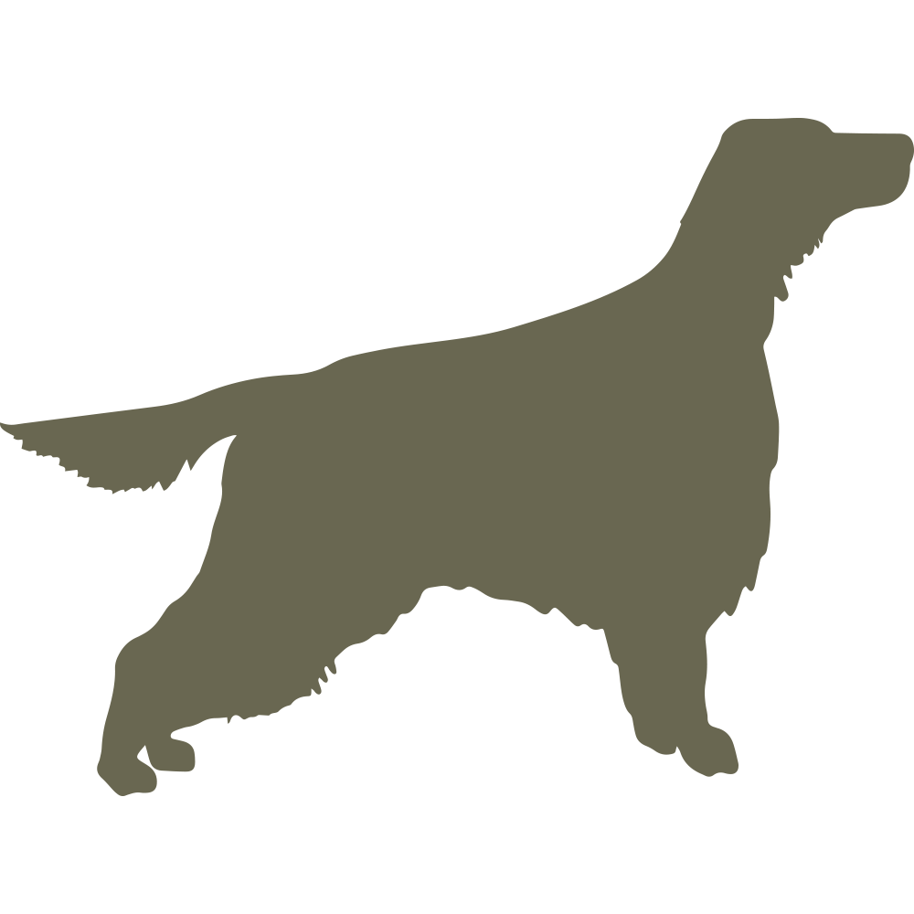 Silhouette of an Irish Setter with long, flowing fur, standing on all four legs. The dog has a well-feathered tail and is facing to the right.