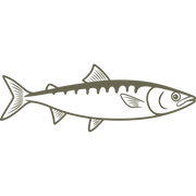 Delrin leather stamp design featuring a detailed sardine fish with sleek fins and scales.